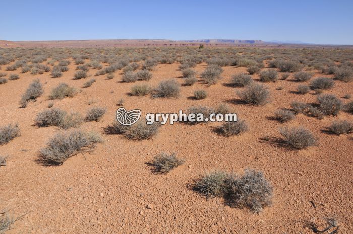 Ecosystème désert (Colorado) - gryphea.com